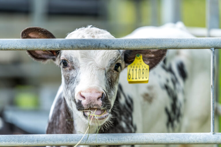 Celebrating a successful Open Farm Day: Connecting farmers and the community
