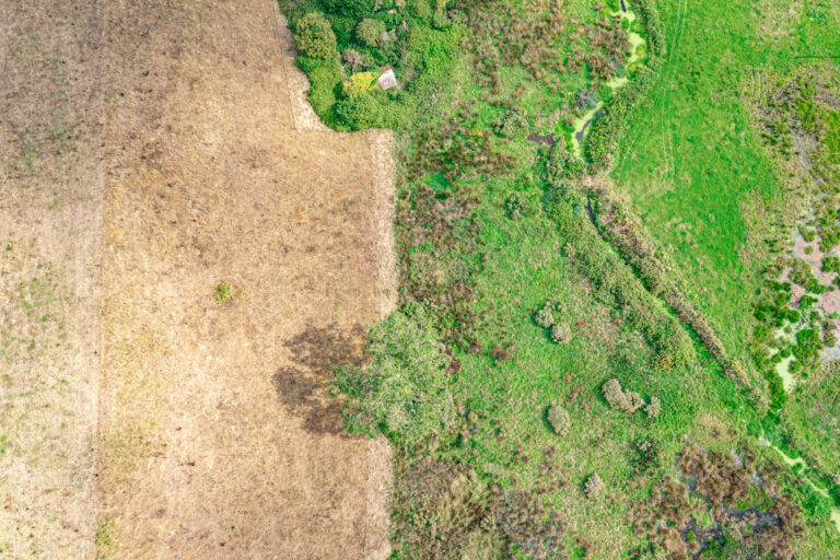 Drone shots show how beavers are defying Devon drought