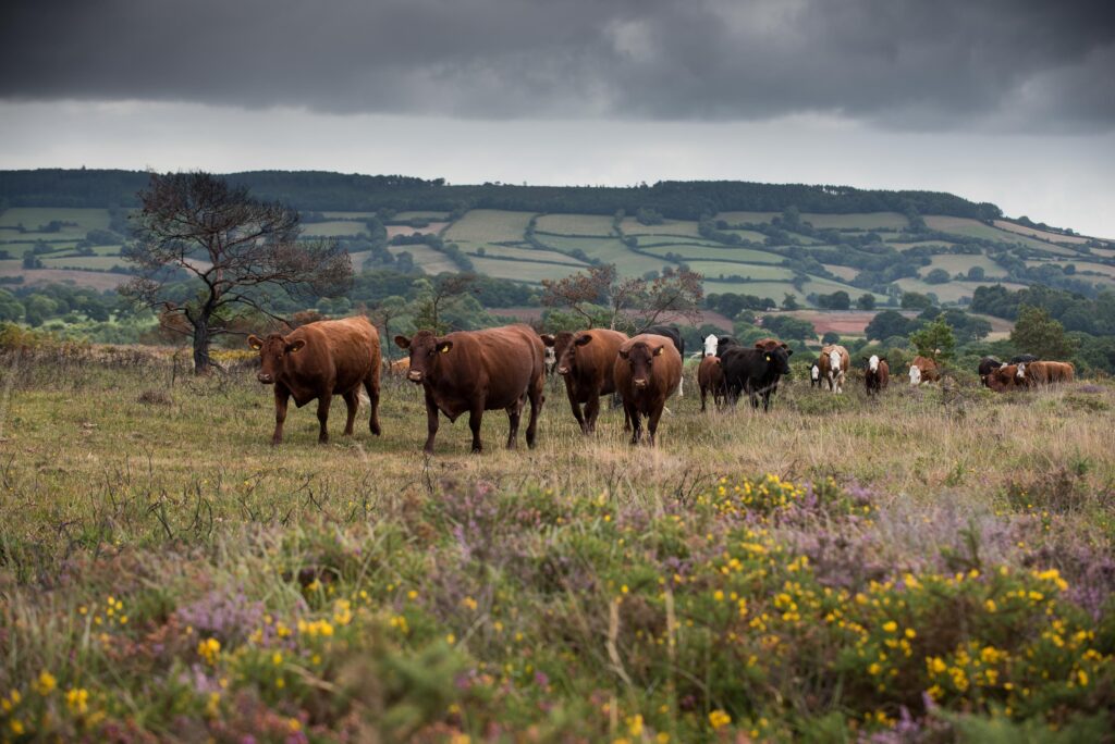 © guy newman. 17.08.2018 pebblebed heaths