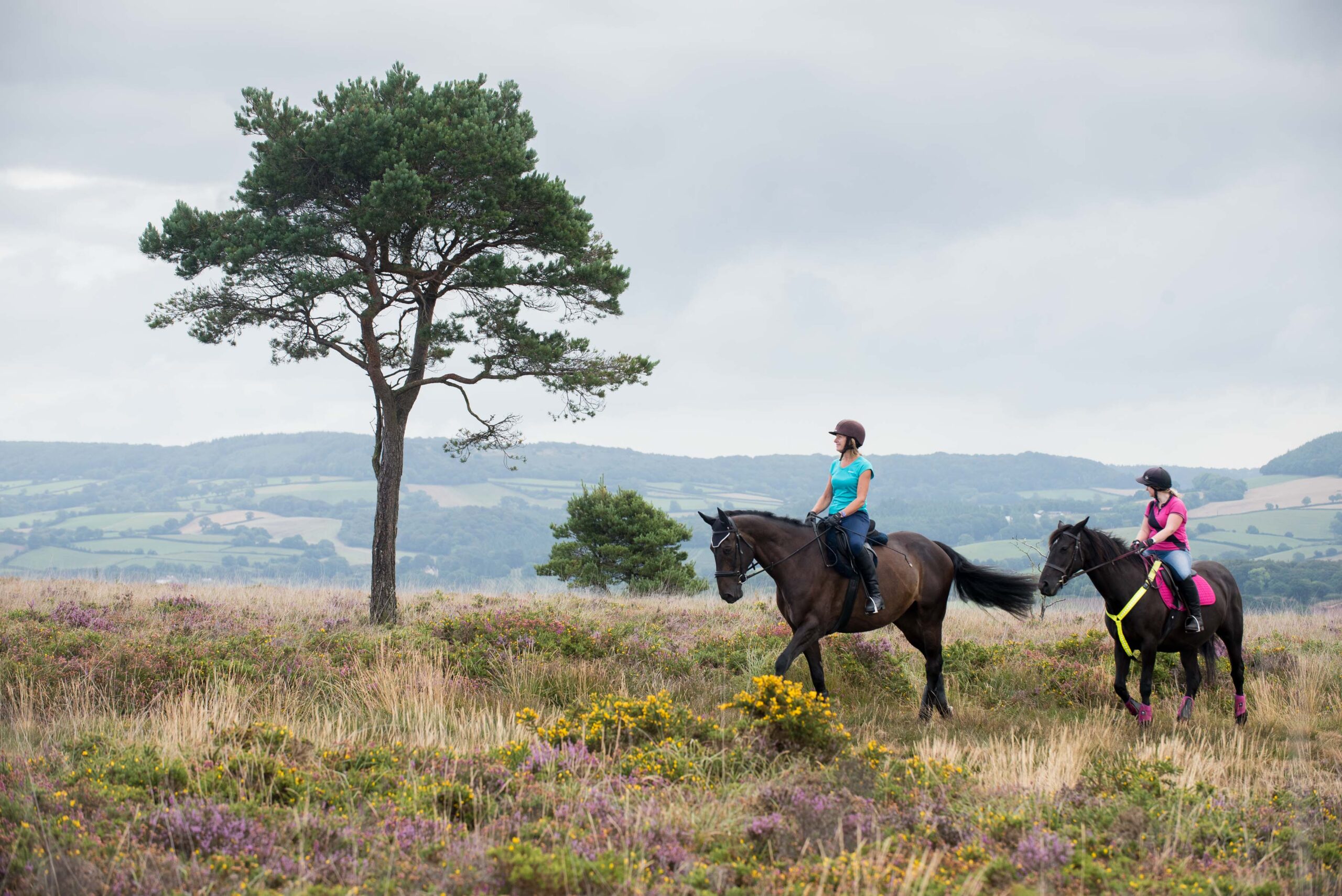 © guy newman. 17.08.2018 launch of horse riding code on the pebblebed heaths