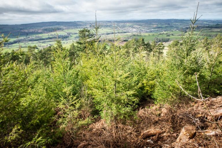 Young woodland flourishes in East Devon highlighting Estate’s vital role in sustainable forestry