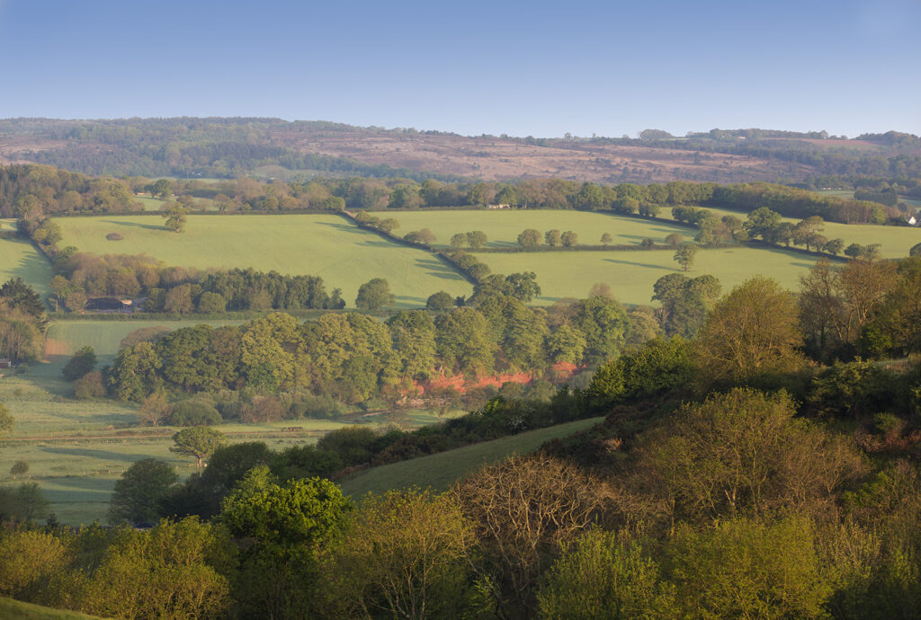 Fields and heath