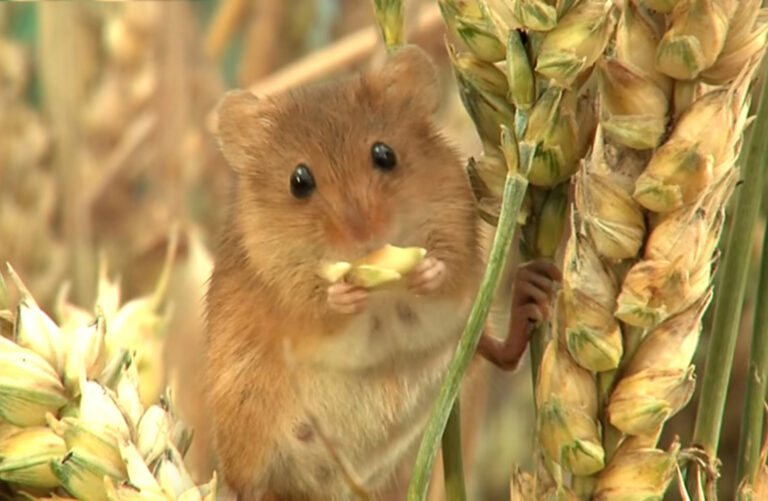 Estate helping in fight to save Britain’s smallest rodent