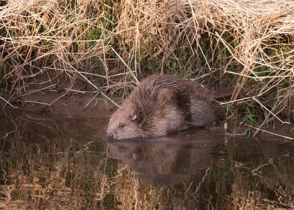 Kor beavers 4 november