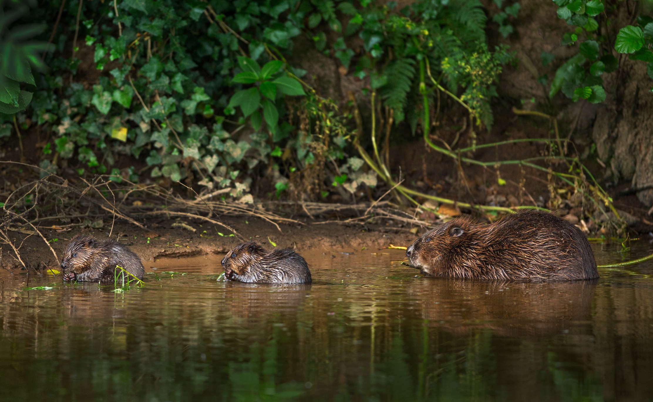 Small river otter beavers by matthew maran