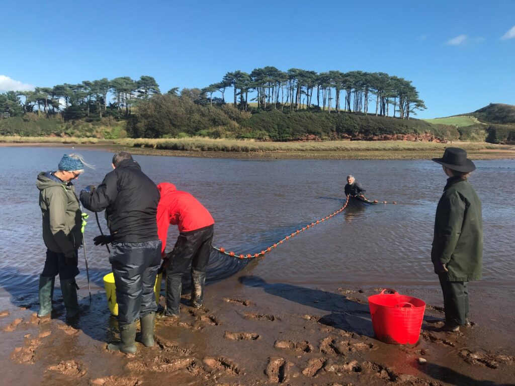 Volunteers carry out fish surveys on the lower otter estuary scaled