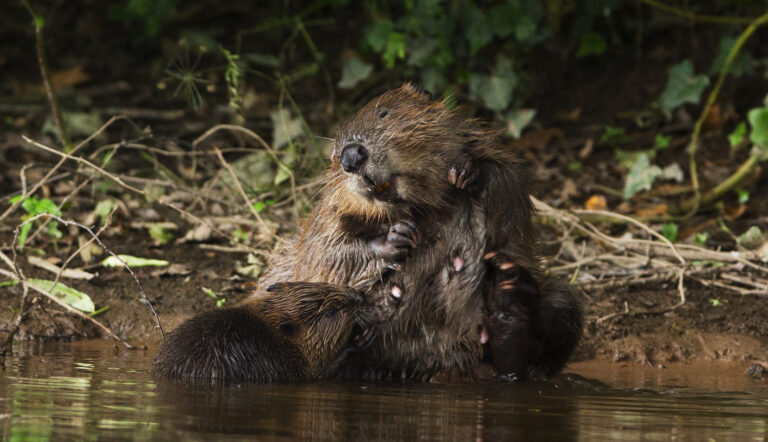 Defra Consultation of Beaver Reintroductions
