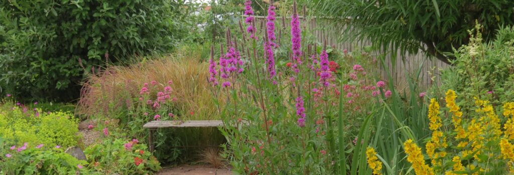 Linkedin banner 1 dwt exmouth wildlife garden