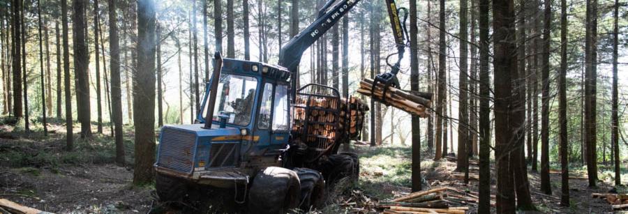 Linkedin banner cde forestry thinning 1