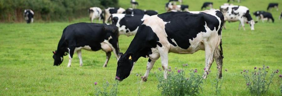 Linkedin banner cde milkvending 16