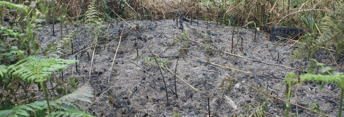 Linkedin Banner Fire damage in woodland near Seaton small