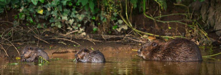 Trial finds benefits to people and wildlife from beavers living wild in English countryside