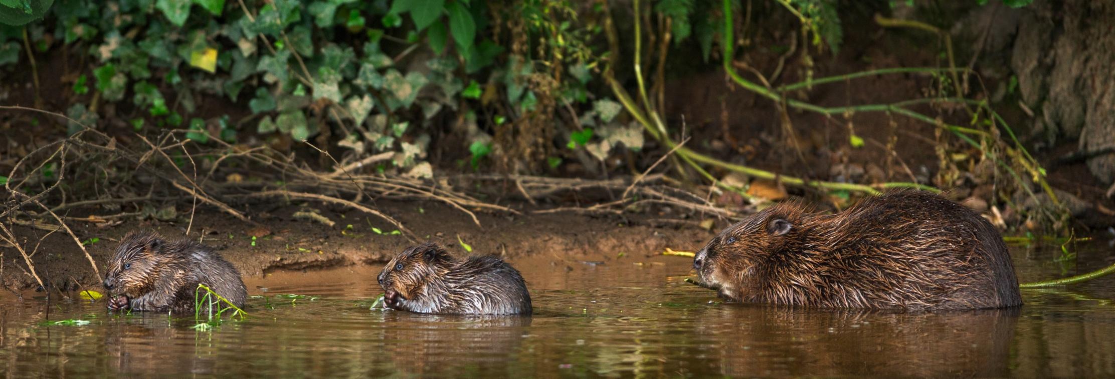 Linkedin banner small river otter beavers by matthew maran