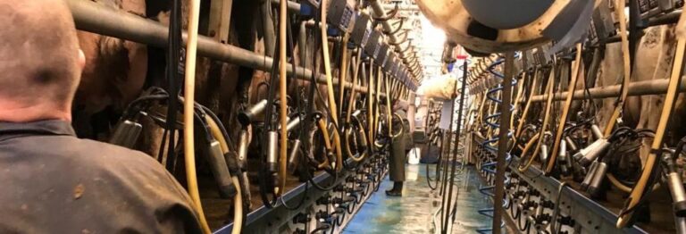 Social distancing at Clinton Dairy keeps the milking parlour running during the Coronavirus crisis