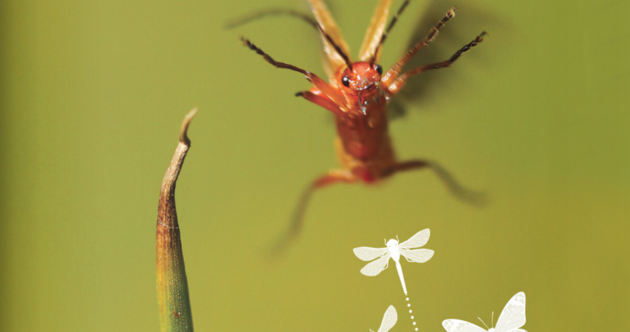 Linkedin in stream wide cde insects 2