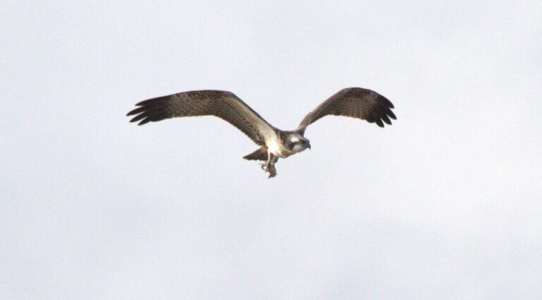 Ospreys fly in, one year on from Otter Estuary breach
