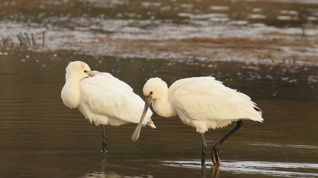 Spoonbills taken by DR White